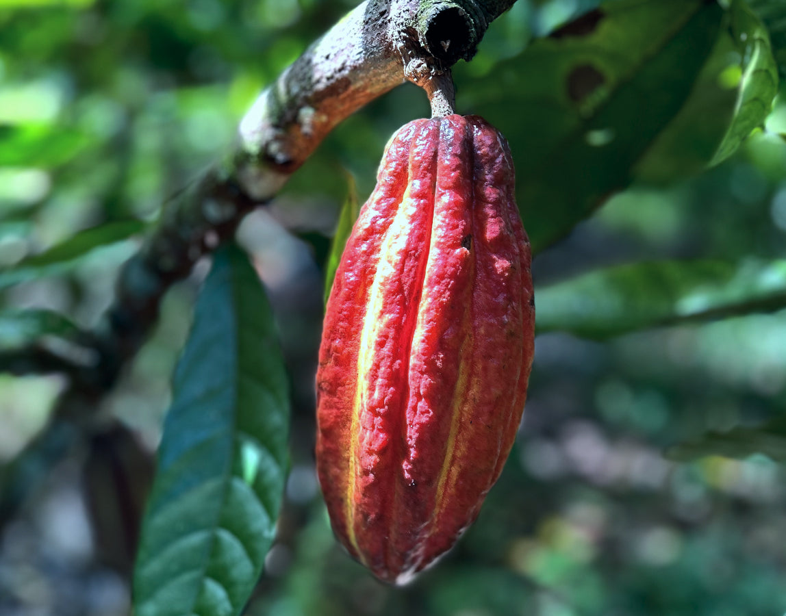 Blue Valley Chocolate Farm Tour — Half Day Experience with Lunch