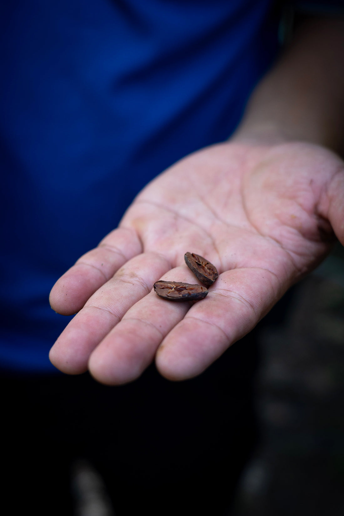 Beyond the Bean: How Cacao Farming Restores Biodiversity in Guanacaste