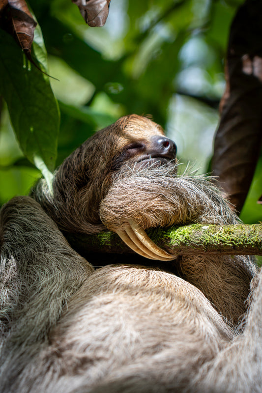 sloths cacao forest
