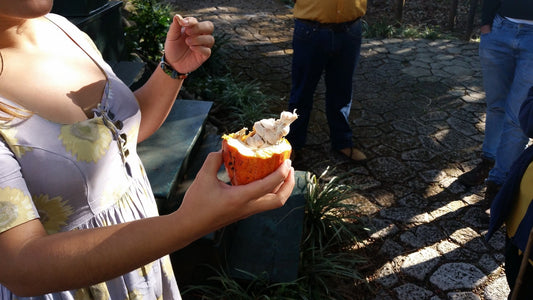 Cacao pods harvested for a guided tour at Blue Valley Chocolate farm
