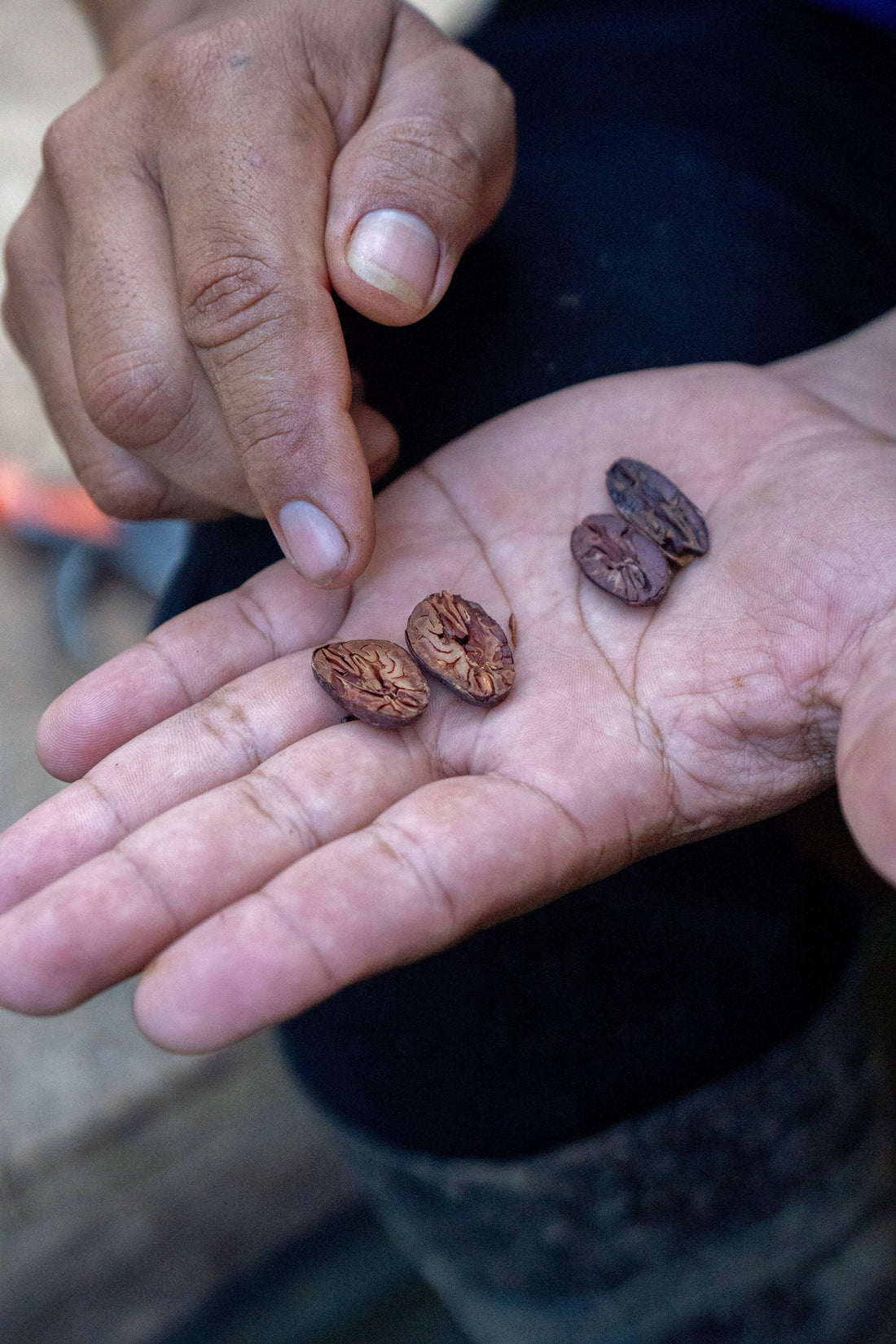 26 proprietary non-clonal Maleku selections of Cacao Found Nowhere Else on Earth