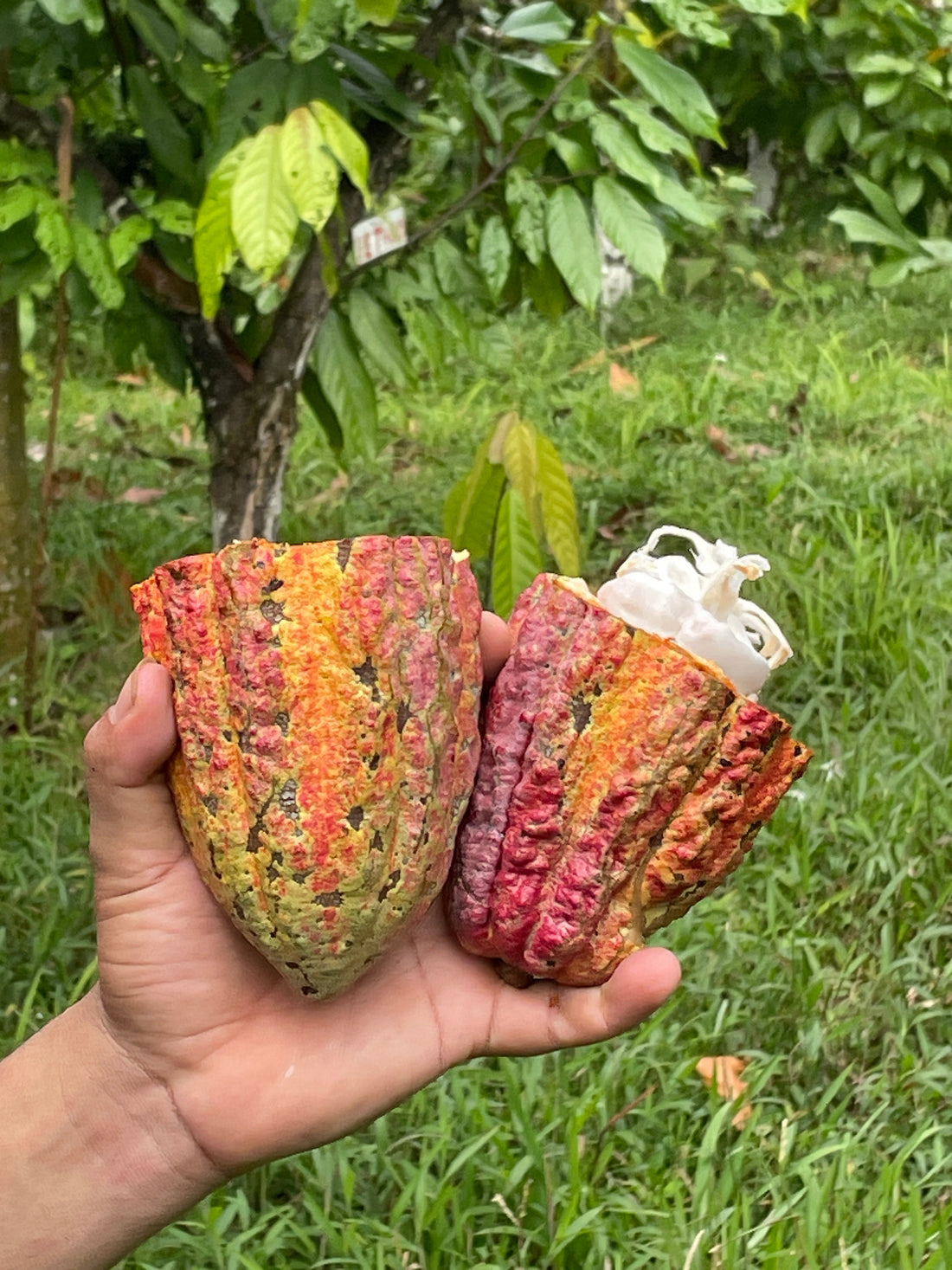 Endemic Fruits You'll Only Find in Rural Costa Rica