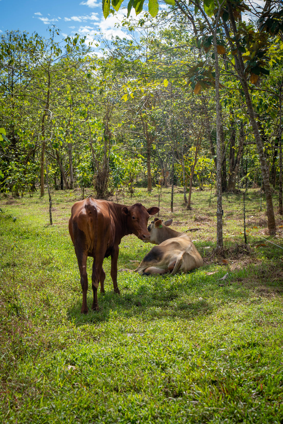 cacao agroforestry