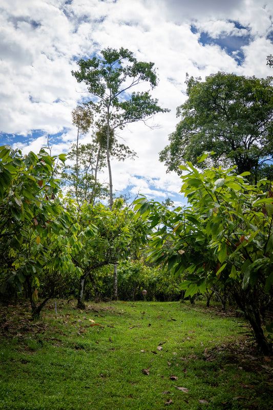  single estate cacao
