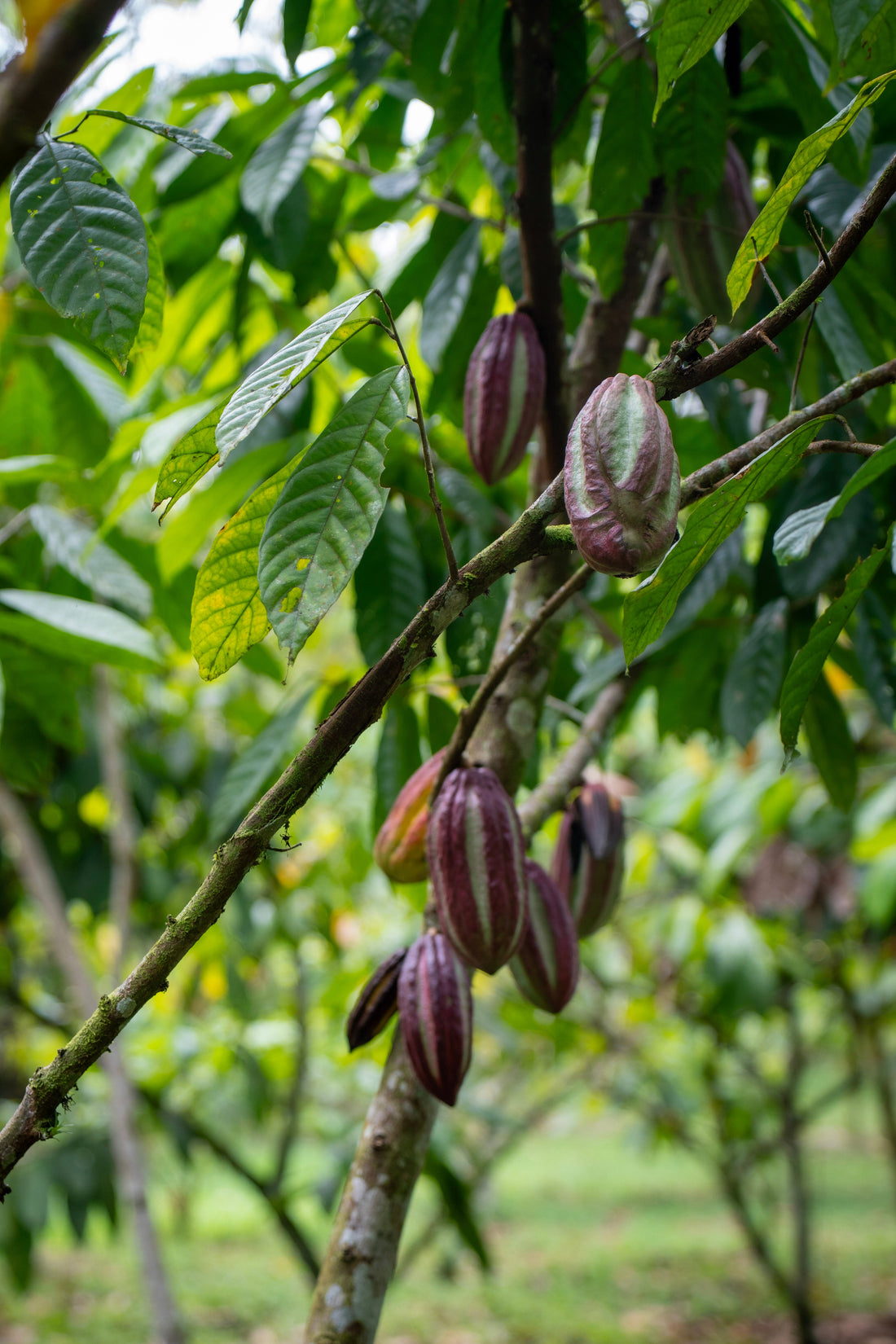 organic cacao