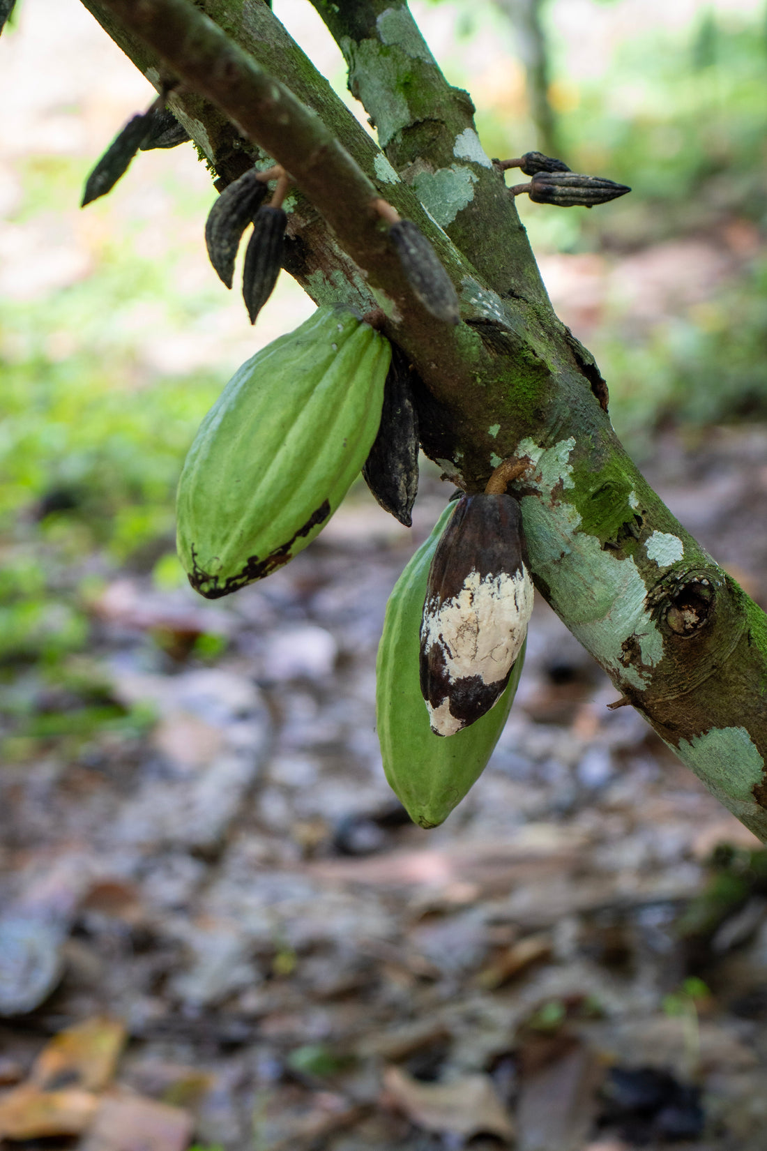 organic cacao farming Costa Rica