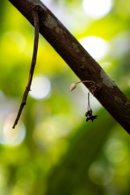 cacao flower pollination