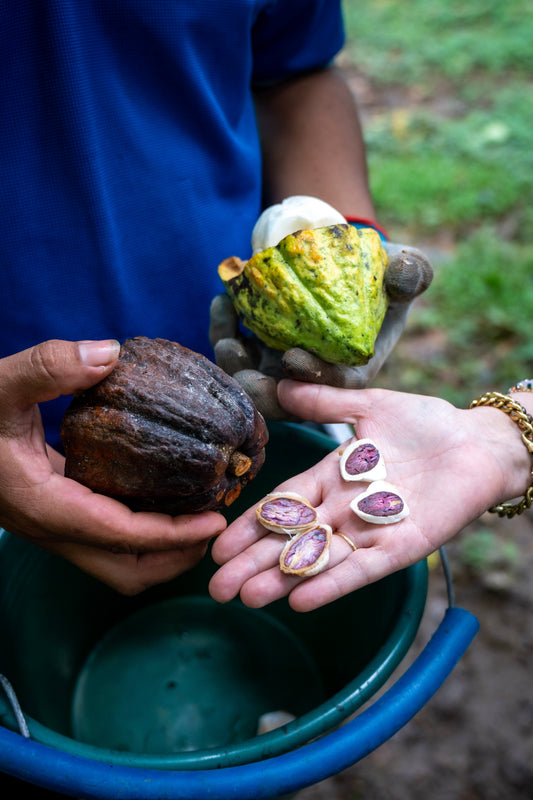 cacao havest costa rica