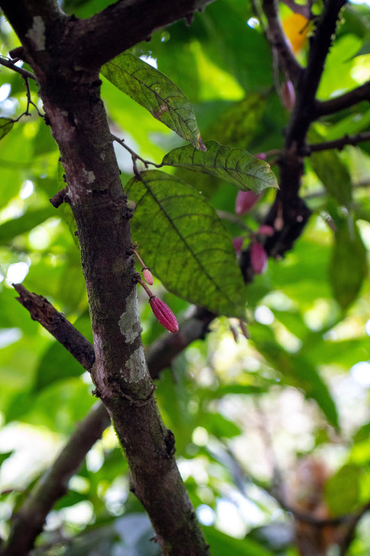 chocolate terroir