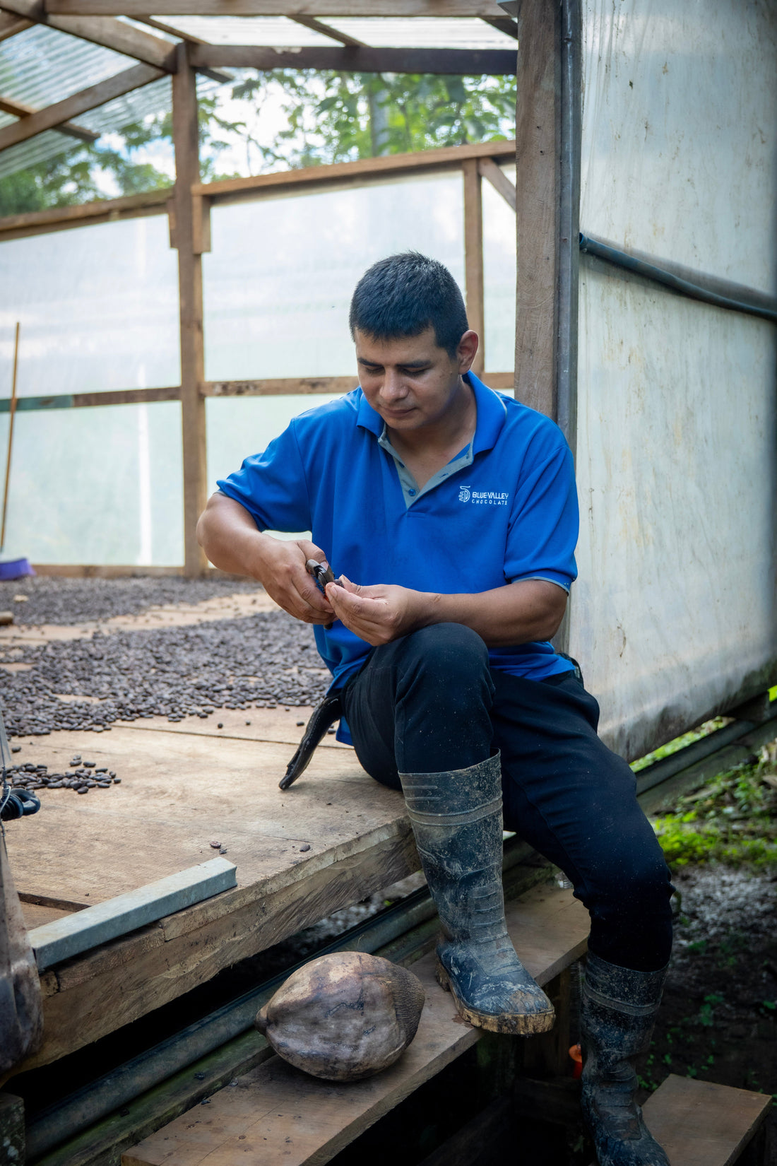 costa rica cacao farmers