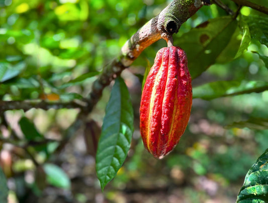 3 Ways to Use Chocolate as a Morning Wellness Ritual