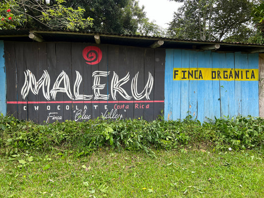 cacao farm in Upala Costa Rica