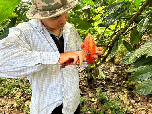 WE OWN EVERY STEP, INCLUDING THE LABOR: WHAT VERTICAL INTEGRATION MEANS FOR THE PEOPLE WHO GROW OUR CACAO