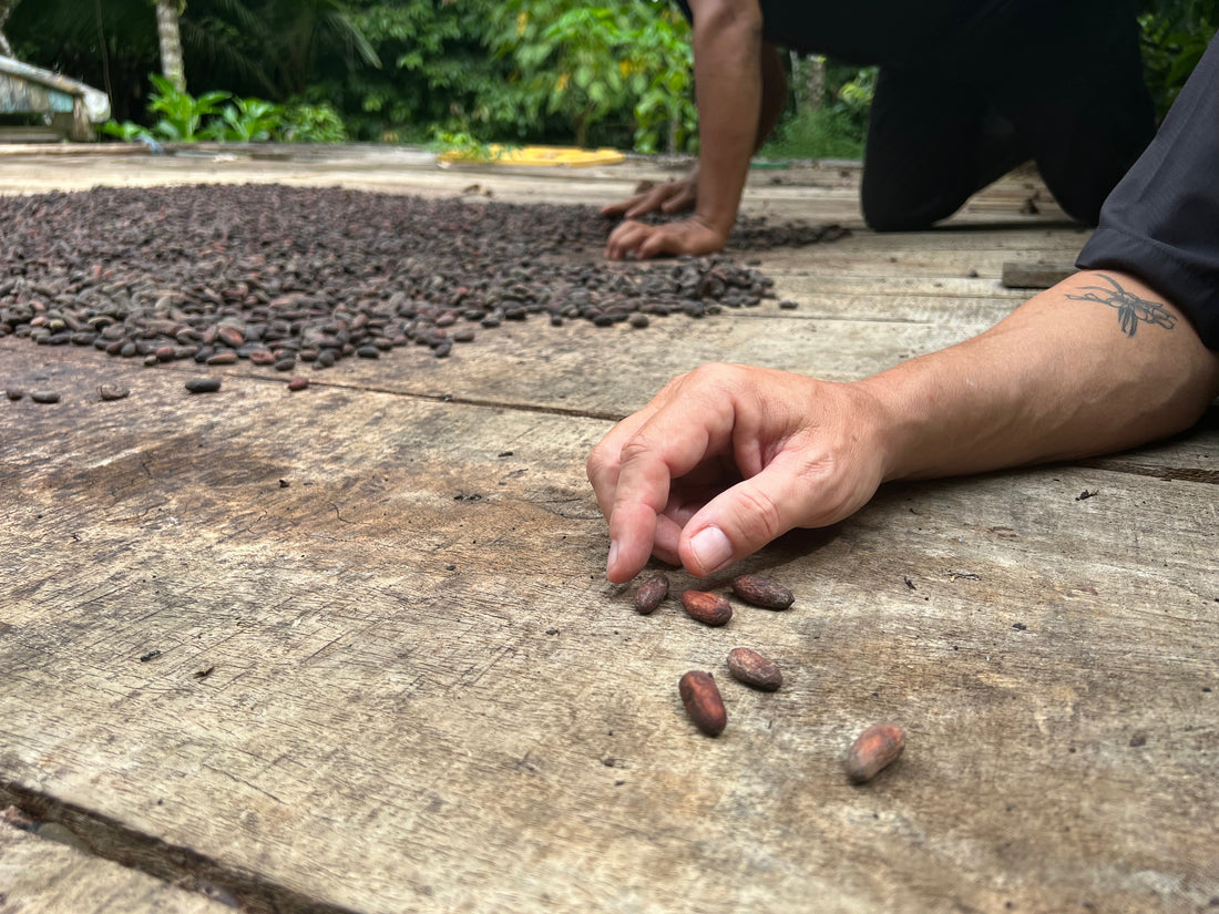 Blue Valley Chocolate cacao pods split open on the tree at Finca Blue Valley, Llano Azul, Costa Rica -- the source that defines real chocolate under FDA Part 163