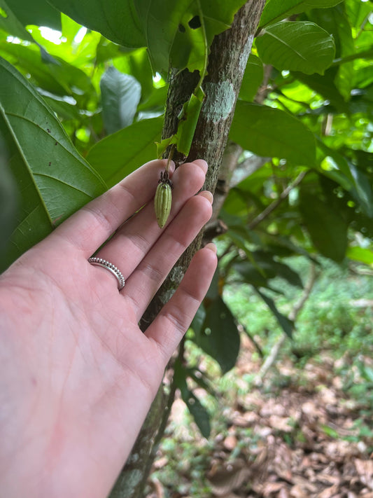 Zero-Waste Farming: The Many Lives of a Cacao Pod