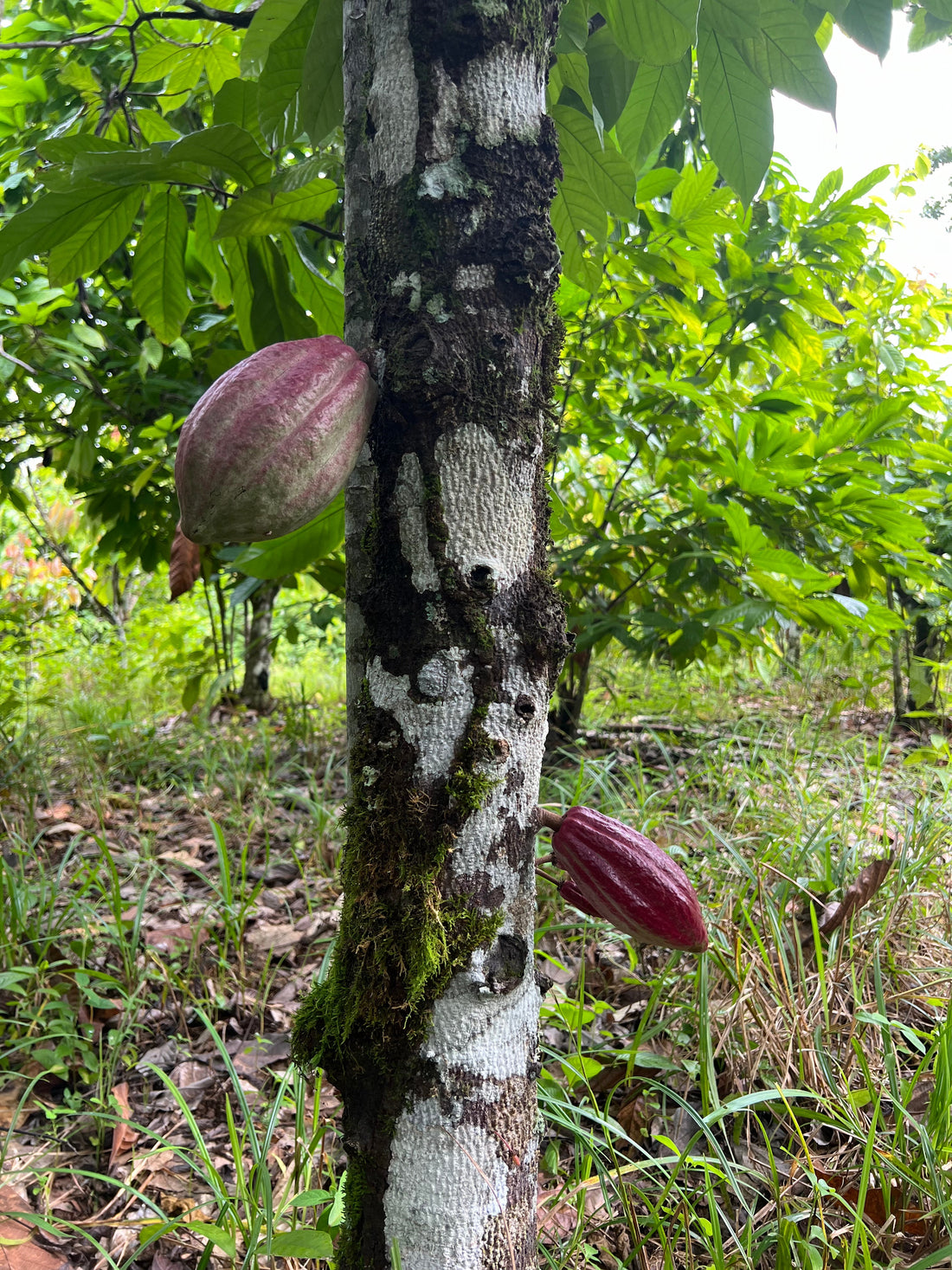 organic cacao farming