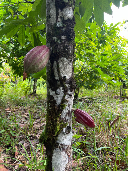 organic cacao farming