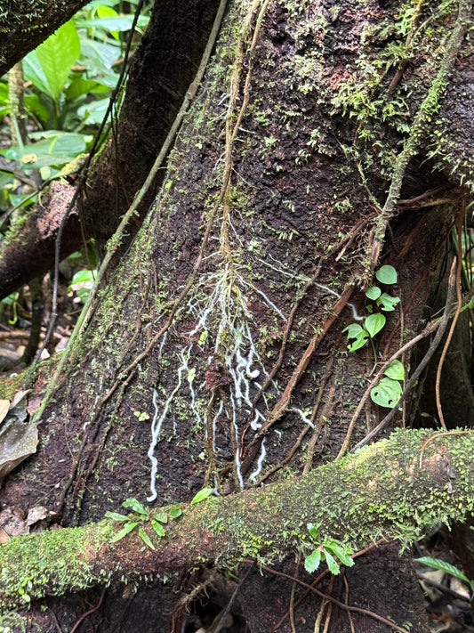 The Green Bridge: Shade-Grown Cacao Matters for Wildlife Corridors