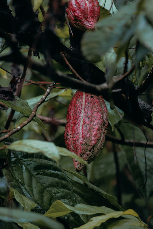 Criollo cacao genetics
