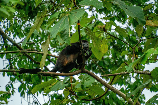 cacao biodiversity costa rica