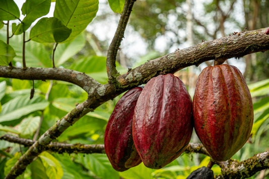 cacao fermentation