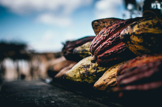 hand harvesting cacao Costa Rica