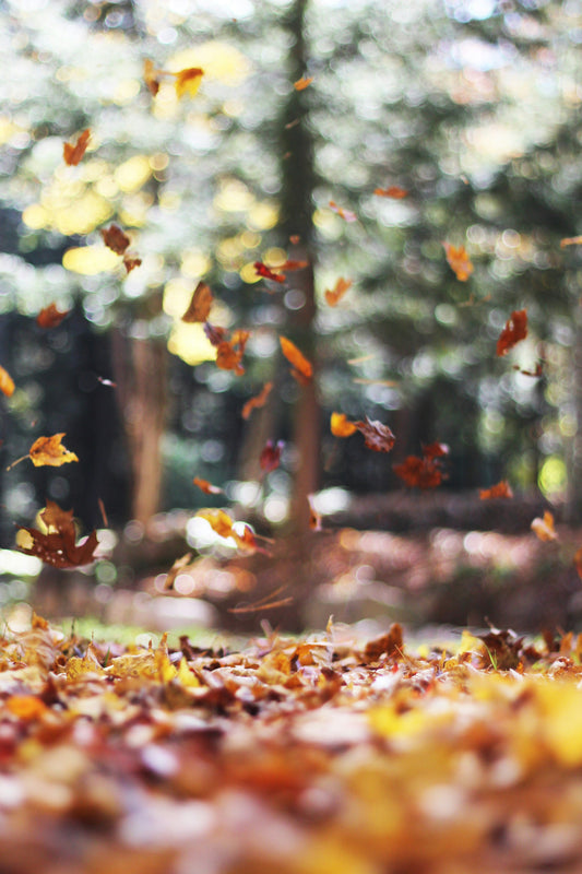 cacao in fall autumn