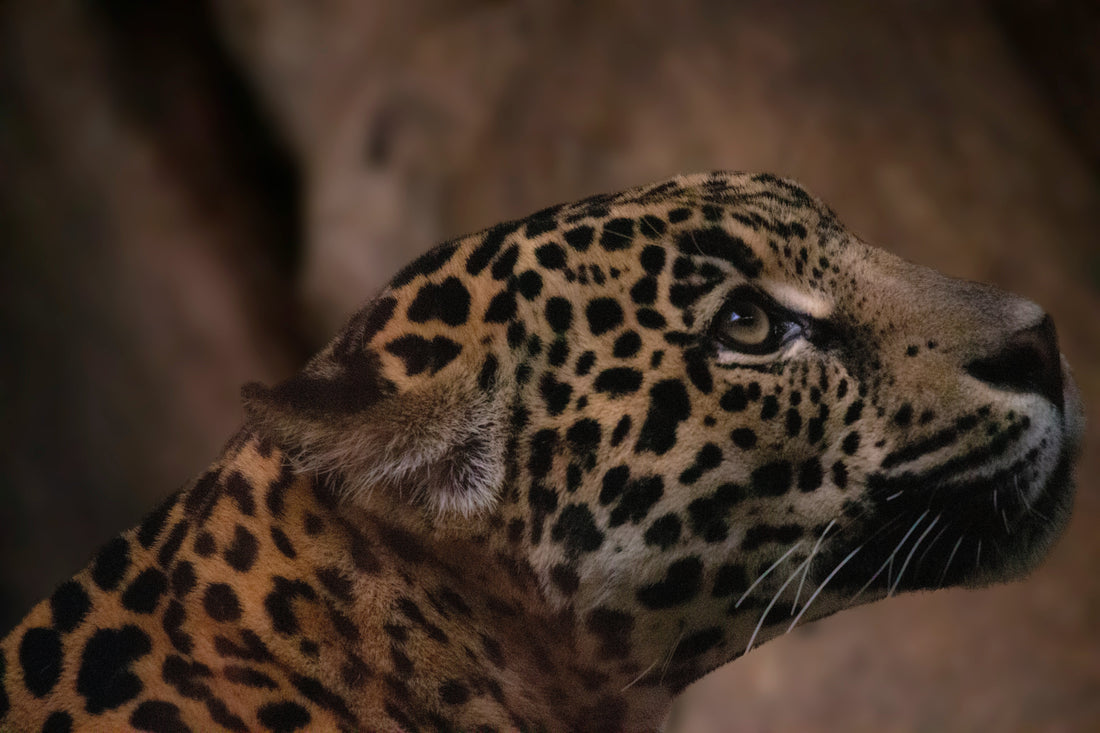Alajuela cacao