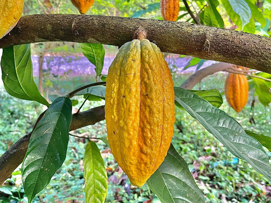 shade grown cacao