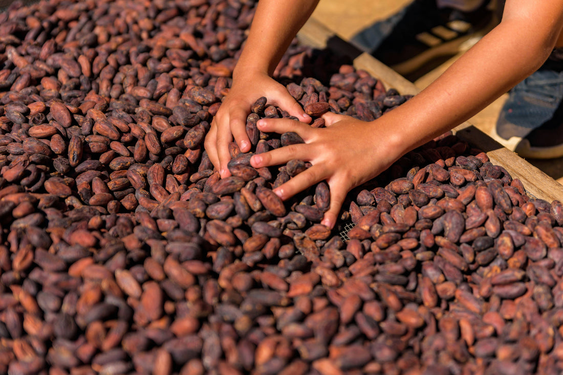 The Living Forest: What Agroforestry Cacao Really Looks Like in Costa Rica