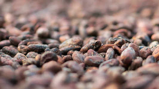 cacao vs coffee