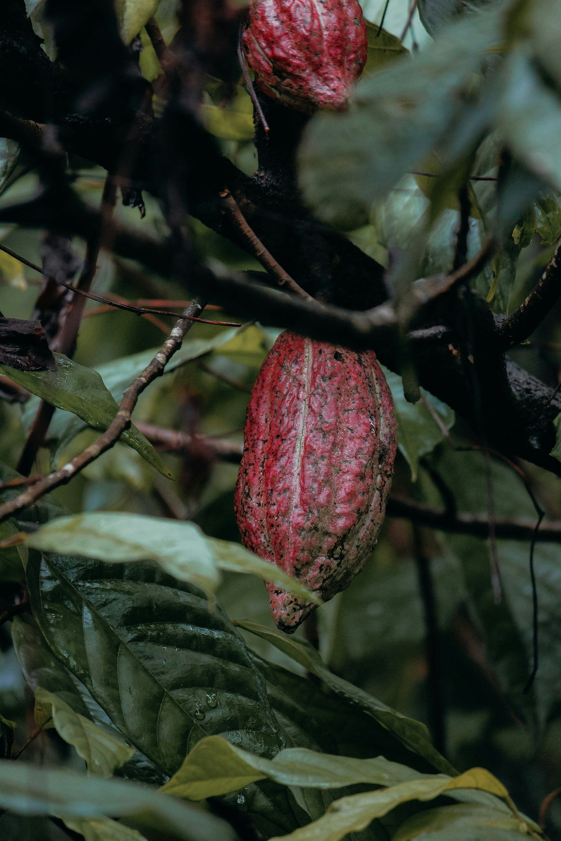 What Makes Rainforest-Grown Chocolate Taste So Wildly Different