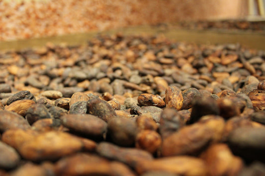 cacao fermentation