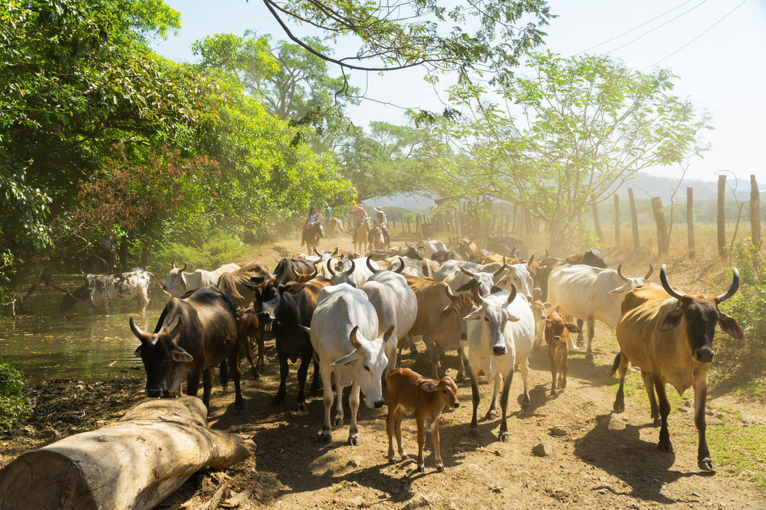 Guanacaste cacao, chocolate capital Costa Rica, chocolate master, master chocolatier, cacao tour Costa Rica, chocolate workshop in Brasilito, craft chocolate Guanacaste, cacao farming Costa Rica, Blue Valley Chocolate