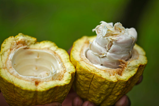 cacao production