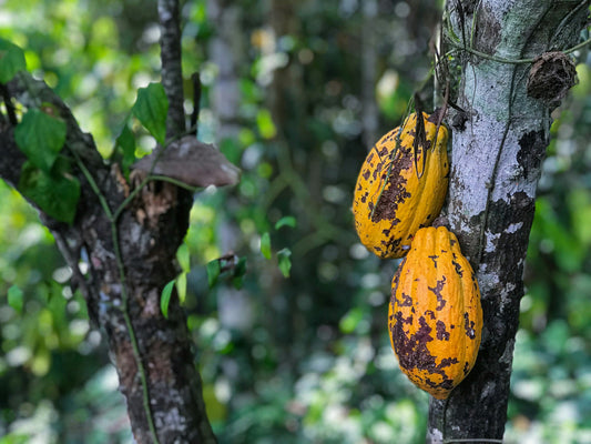 cacao fruit Costa Rica