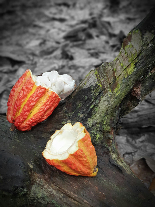 cacao guanacaste costa rica