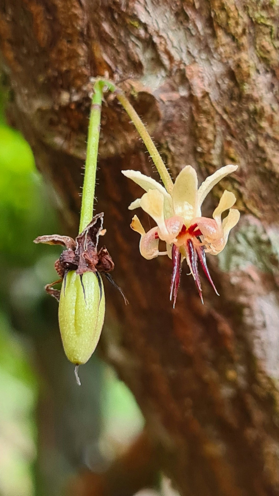 Cacao pods ripening on a Blue Valley tree at Finca Blue Valley in Llano Azul, Costa Rica, with lush rainforest canopy overhead, a visible chain from farm to finished bar.