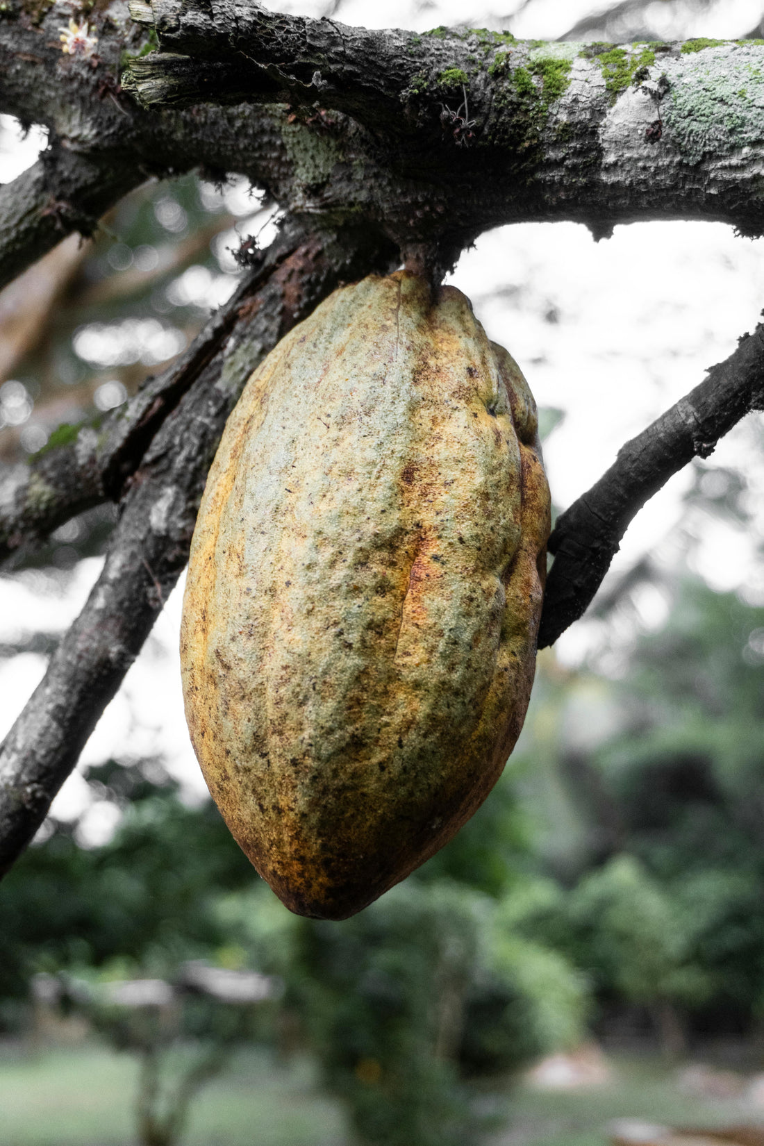 family-run cacao farm