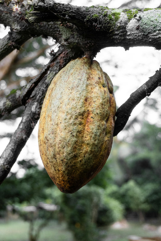 organic cacao certification