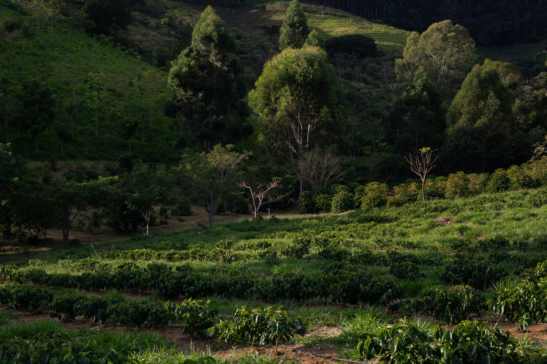 agroforestry cacao Costa Rica