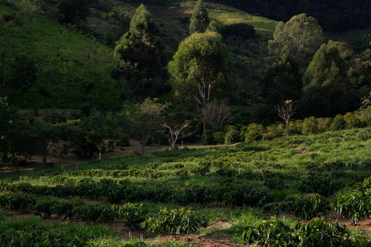 agroforestry cacao Costa Rica