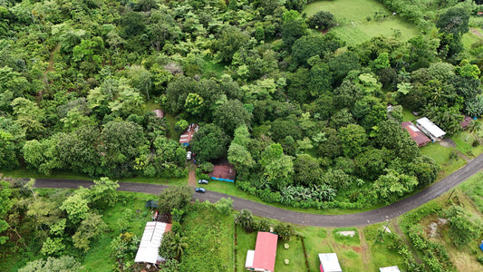 The Curse and the Cure: Blue Valley’s Organic Solution to Cacao Disease in Costa Rica