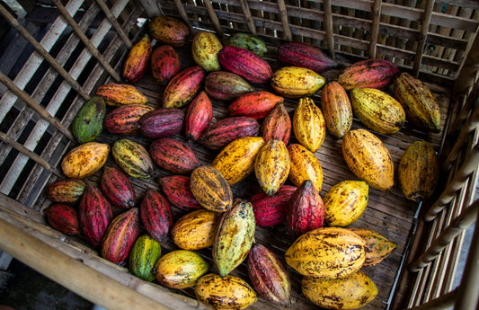 sustainable chocolate practices